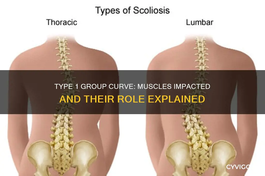 what muscles are affected in a type 1 group curve