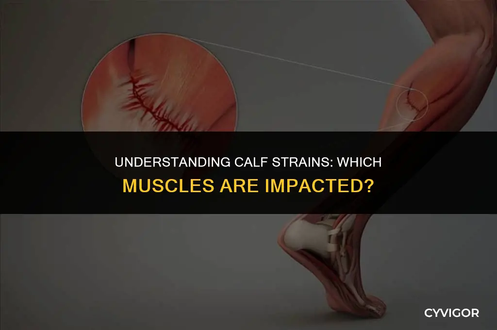 what muscles are affected with a calf strain