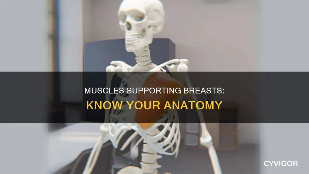what muscles are around breast
