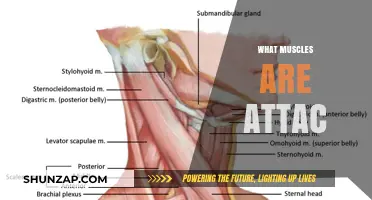 Activating the Right Muscles for a Full-Body Workout