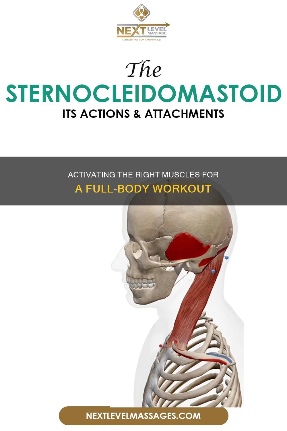 what muscles are attac