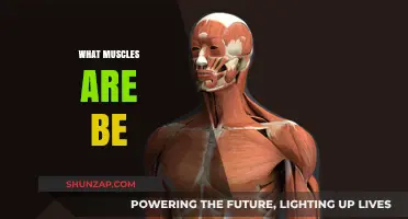 Best Muscle-Building Exercises for a Beach Body