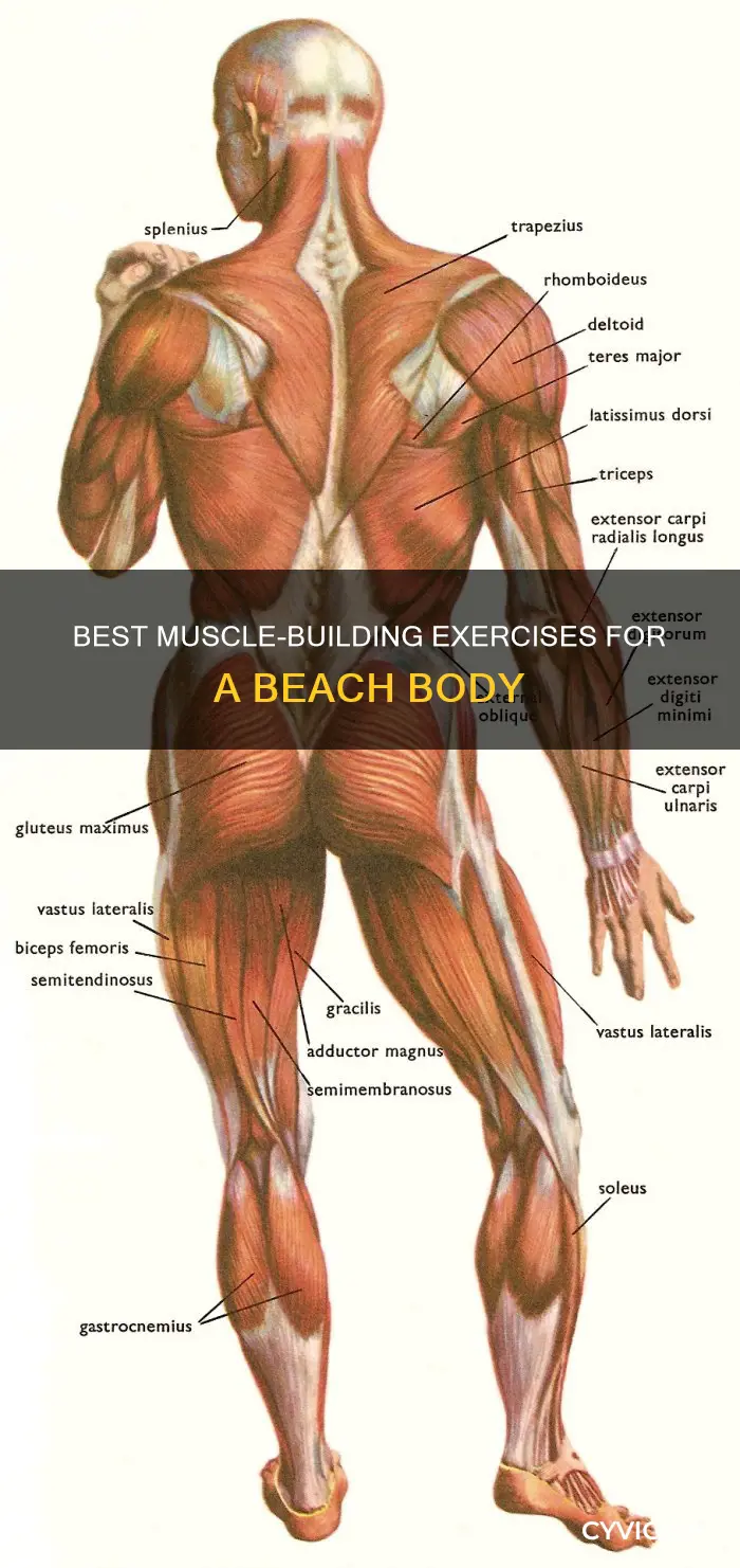 what muscles are be