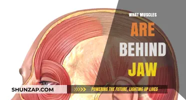 Unlocking the Muscles Behind the Jaw
