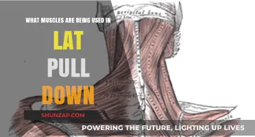 Lat Pull Down Muscles: Targeted Back, Arm, and Core Activation