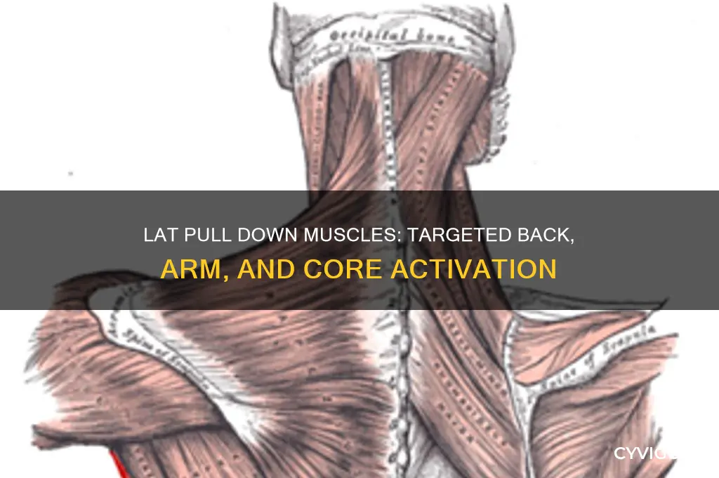 what muscles are being used in lat pull down