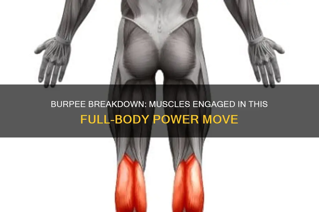 what muscles are being worked in a burpee