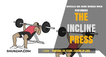 Incline Press Muscles: Targeted Chest, Shoulders, and Triceps Activation