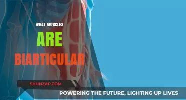 Understanding Muscles: Biarticular Muscle Groups and Their Functions