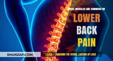 Understanding Lower Back Pain: Key Muscles Involved and Their Role