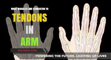 Arm Muscles and Tendons: Understanding Their Connection and Function