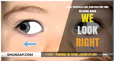 Eye Movement Mechanics: Muscles Contracting and Relaxing When Looking Right