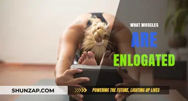 Muscle Enlargement: Which Muscles Can Be Enlongated?