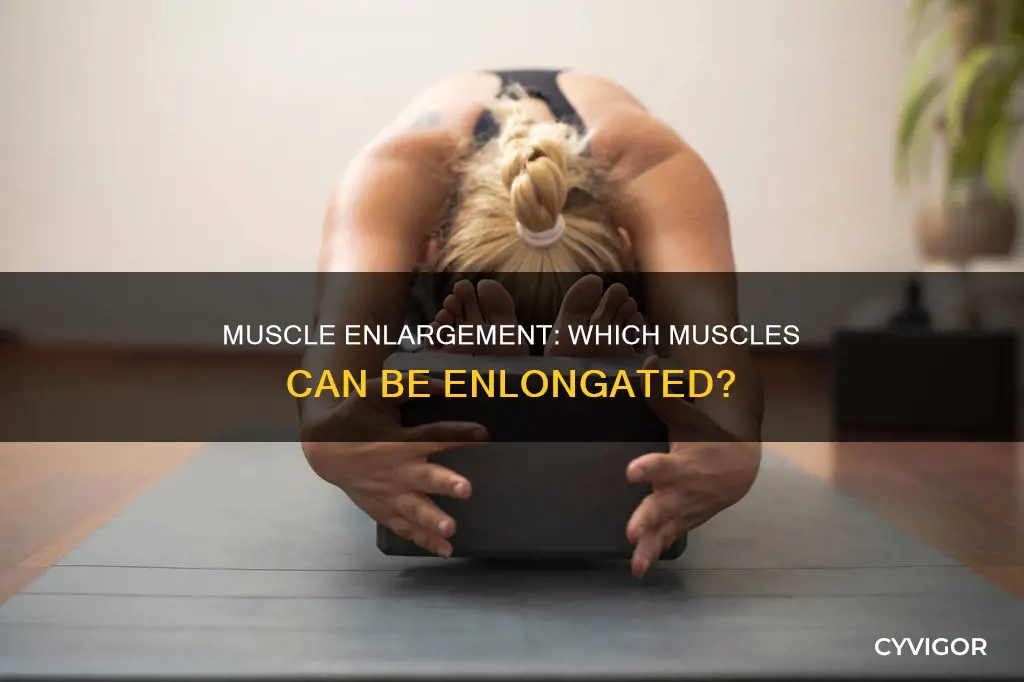 what muscles are enlogated