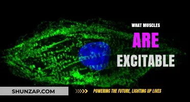 Excitable Muscles: What Makes Them Tick?