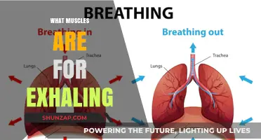 Breathing and Exhaling: The Muscles Involved