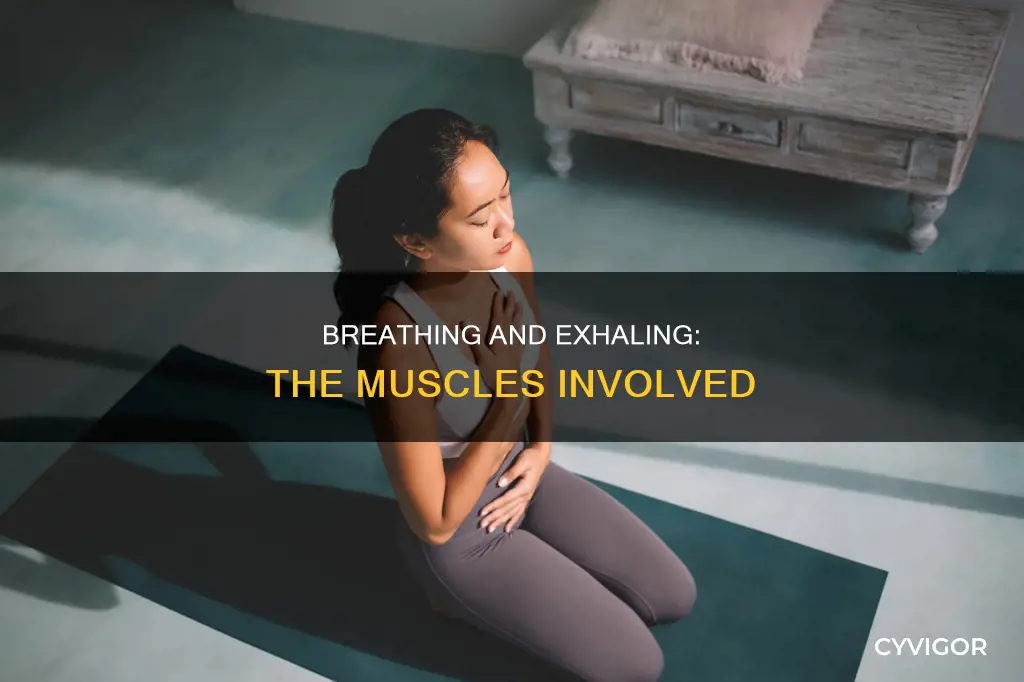 what muscles are for exhaling