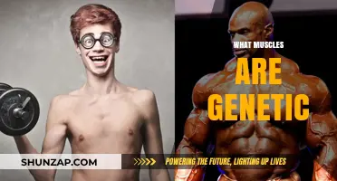 Genetics and Muscles: What's the Connection?