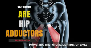 Hip Adductors: Which Muscles Are They?