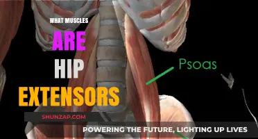 Hip Extensors: Which Muscles Are They?