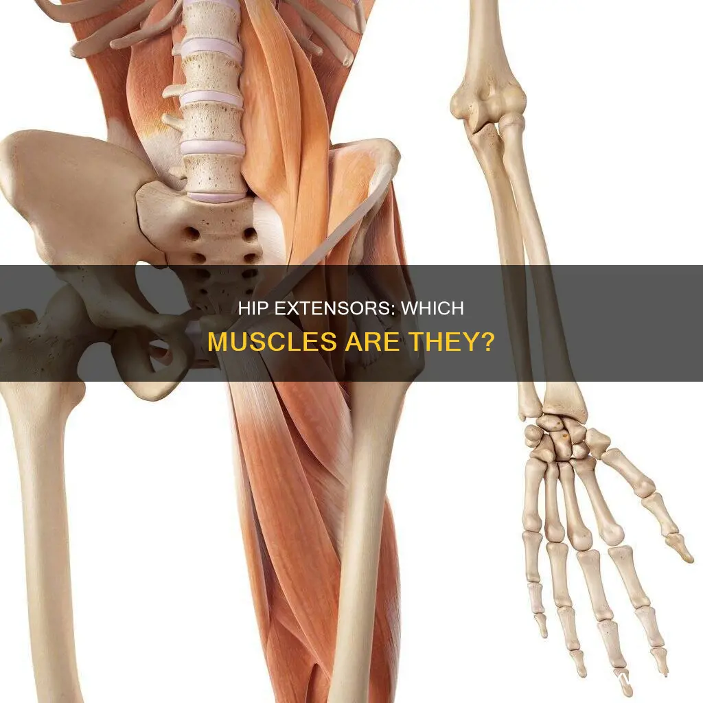 what muscles are hip extensors