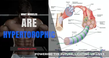Hypertrophy Training: Which Muscles Respond Best?
