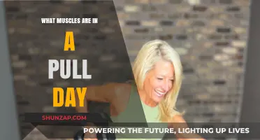 Pull Day Muscles: Targeting Back, Biceps, and Rear Shoulders