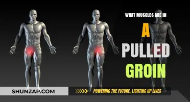 Understanding Pulled Groin: Key Muscles Involved and Recovery Tips