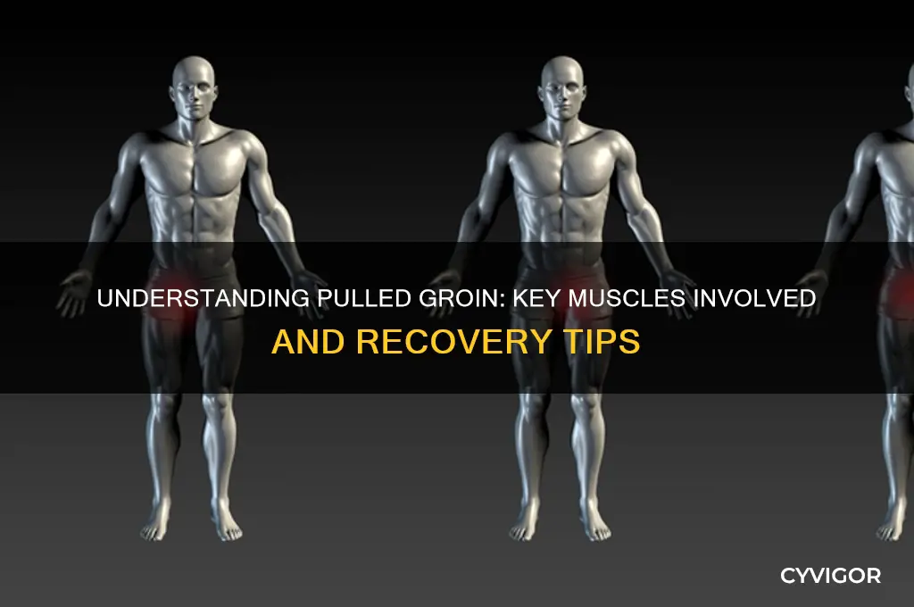 what muscles are in a pulled groin