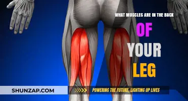 Exploring the Muscles in the Back of Your Leg