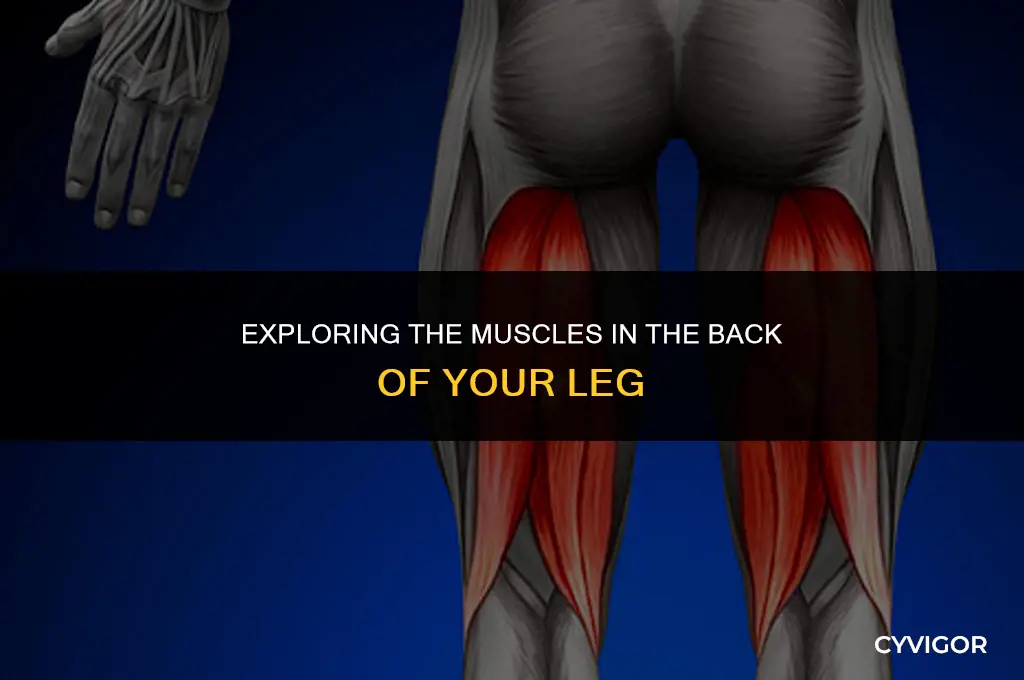 what muscles are in the back of your leg