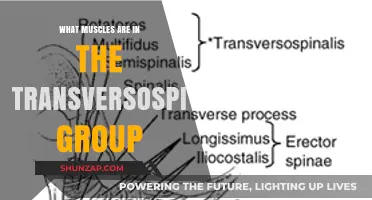Transversospinalis Muscles: Exploring the Deep Back Muscles and Their Functions