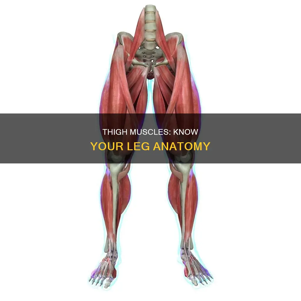 what muscles are in thighs