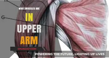 Upper Arm Muscles: Anatomy, Function, and Strength Training Guide