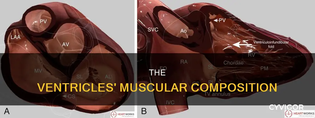 what muscles are in ventricles