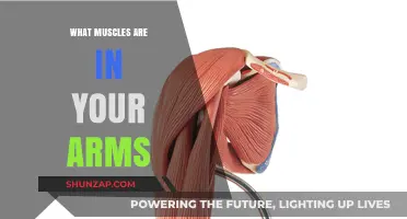 Unveiling the Muscles in Your Arms: A Comprehensive Guide