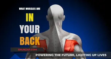 Unveiling the Anatomy: A Comprehensive Guide to Your Back Muscles