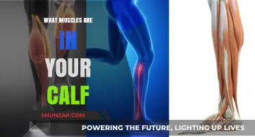 Unveiling the Powerhouse Muscles in Your Calf: A Comprehensive Guide