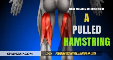 Understanding Pulled Hamstring Injuries: Key Muscles and Their Roles