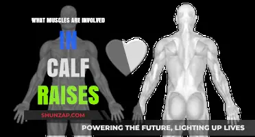 Elevate Your Calf Game: Unveiling the Muscles Behind Calf Raises