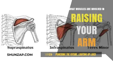 Muscles Behind Arm Elevation: Unveiling the Key Players in Motion