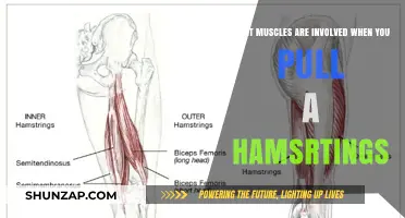 Understanding Hamstring Strains: Key Muscles Involved and Their Functions