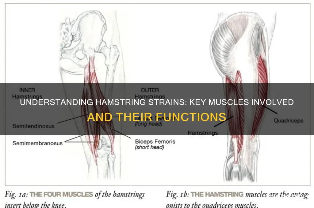 what muscles are involved when you pull a hamsrtings
