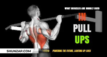 Mastering Pull-Ups: Key Muscles Engaged in This Powerful Exercise