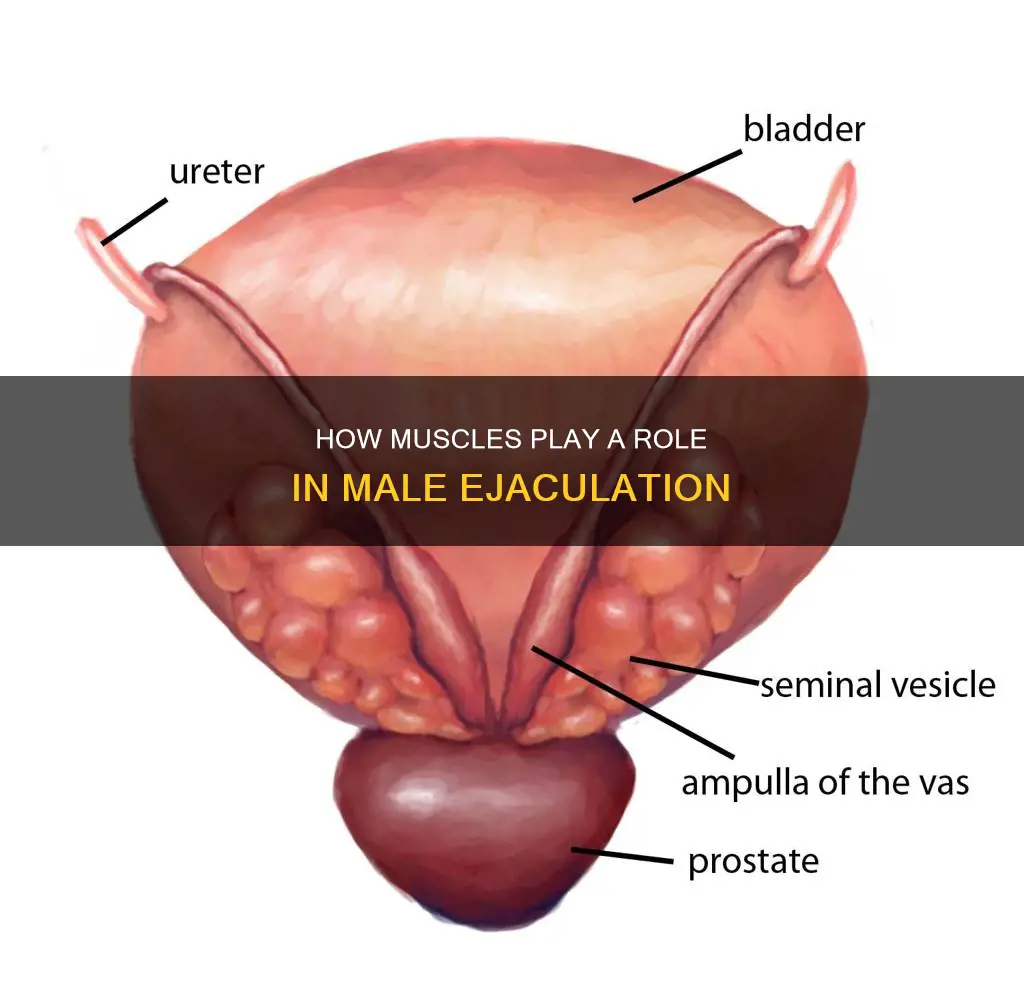 what muscles are male ejaculation