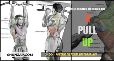 Mastering Pull-Ups: Key Muscles for Strength and Technique