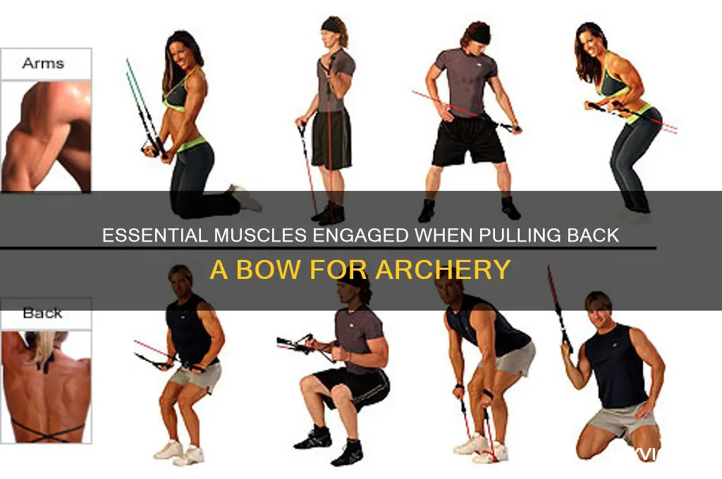 what muscles are needed when pulling back a bow