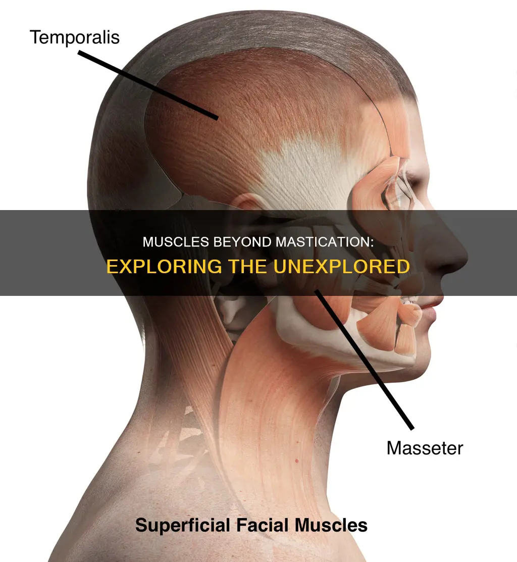 what muscles are not mastication