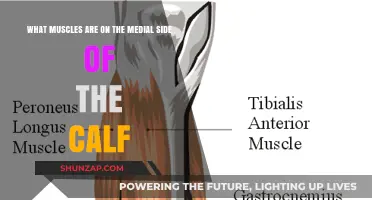 Exploring the Inner Calf: Muscles on the Medial Side