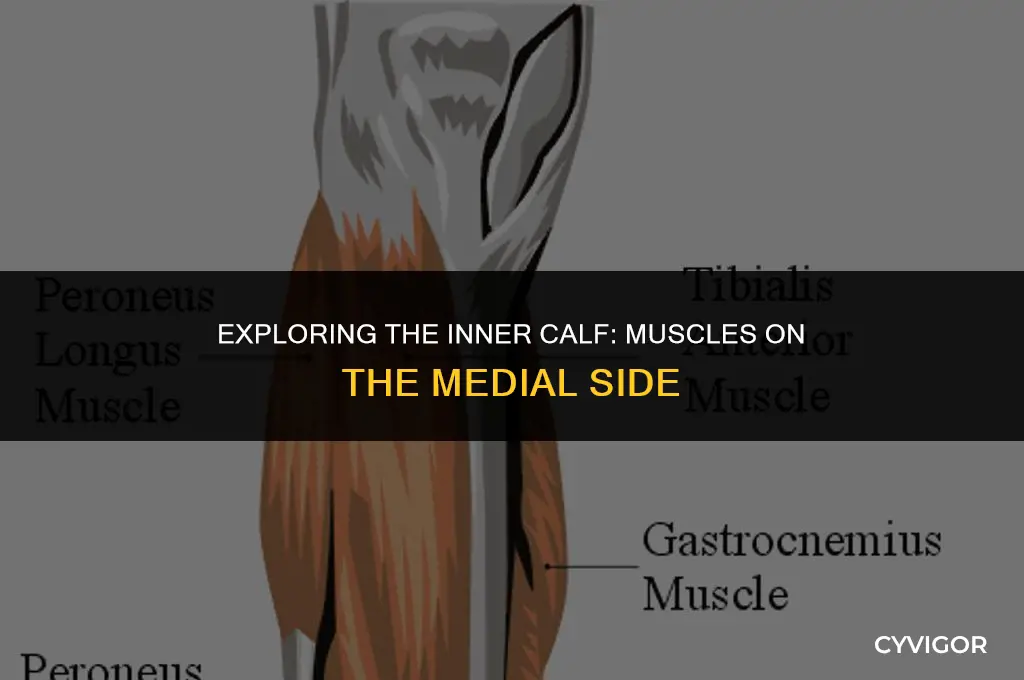 what muscles are on the medial side of the calf